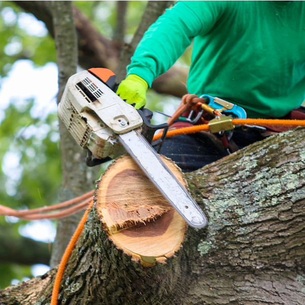 Tree Services