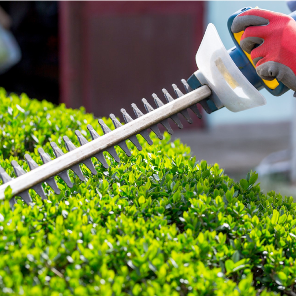 Shrub and Hedge Trimming